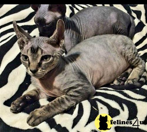 Barenakedsphynx Picture 1